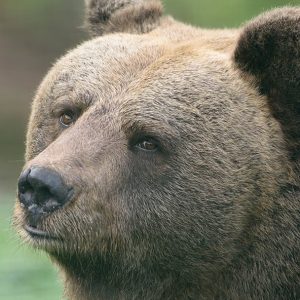 Alternativer Wolf- & Bärenpark